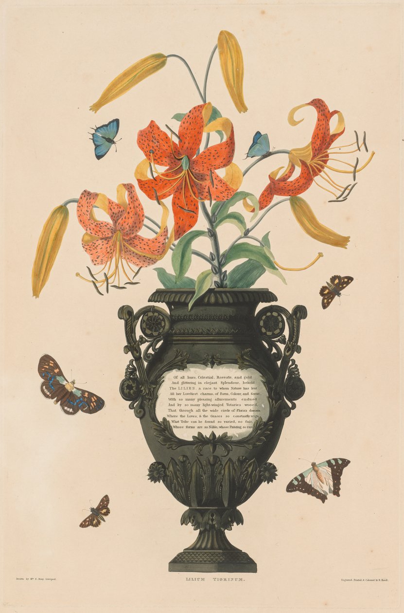 Ett urval av hexandriska växter, tillhörande den naturliga ordningen Amaryllidae och Liliacae: Tiger Lily av Robert Havell