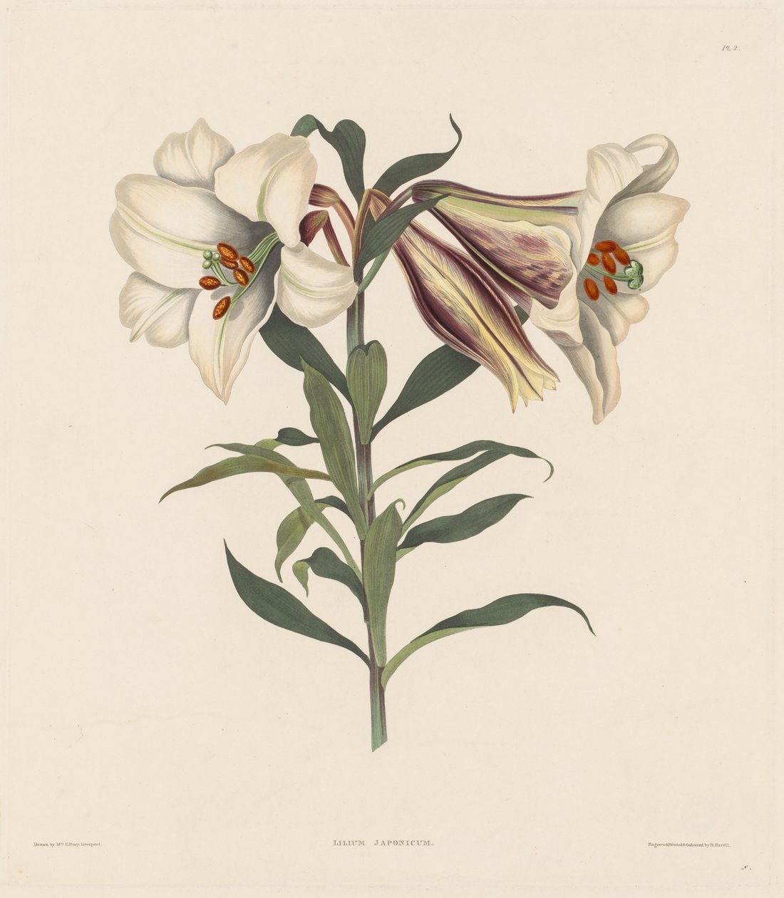 Ett urval av hexandriska växter, som tillhör den naturliga ordningen Amaryllidae och Liliacae: Japansk lilja av Robert Havell