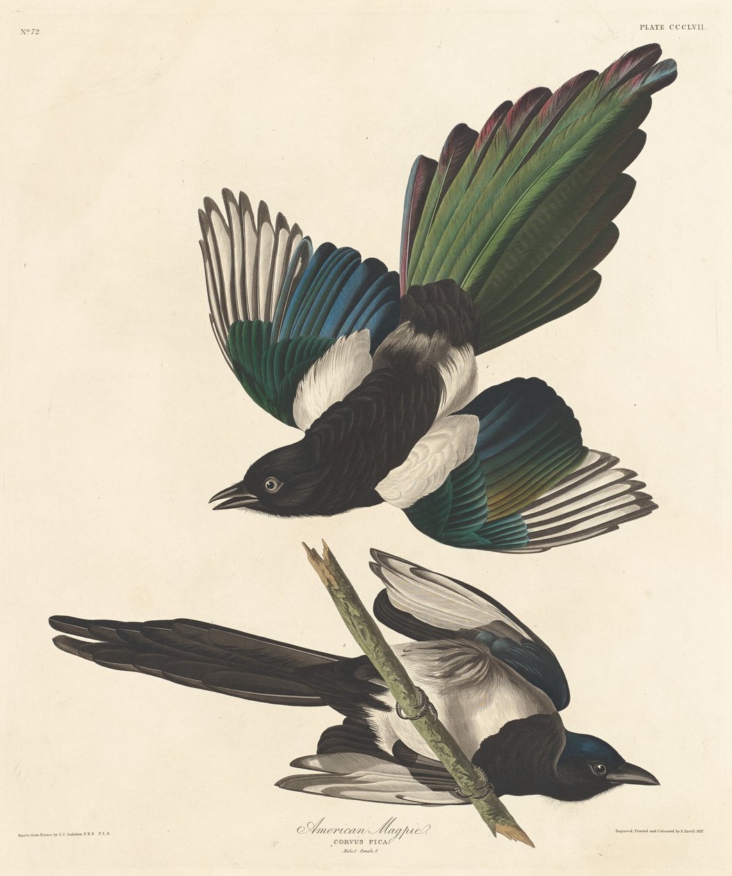 Amerikansk skata, 1837. av Robert Havell