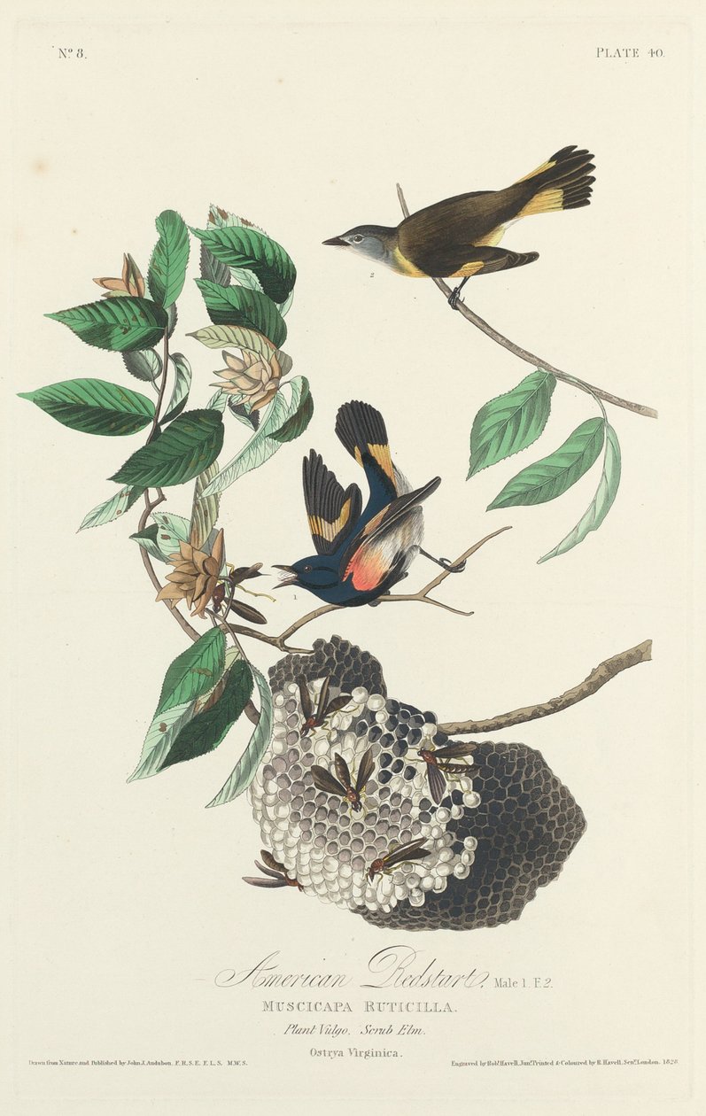 Amerikansk rödstjärt, 1828. av Robert Havell