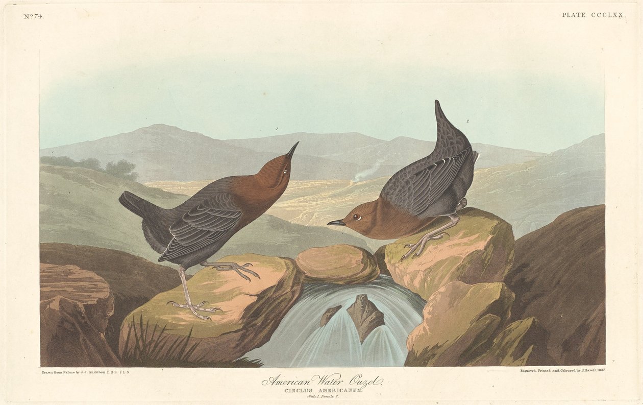 American Water Ouzel, 1837. av Robert Havell
