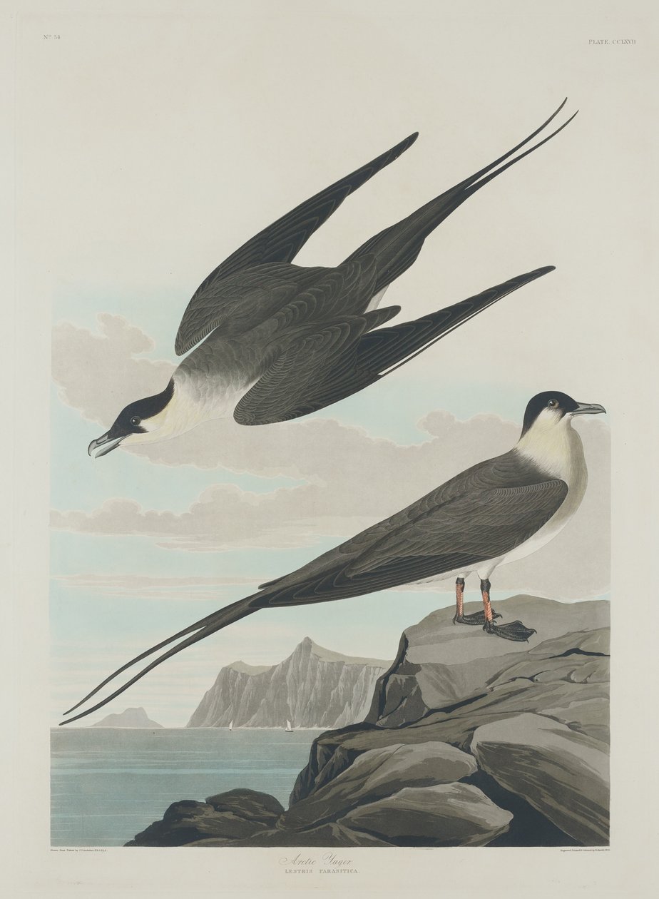 Arctic Jager, 1835. av Robert Havell