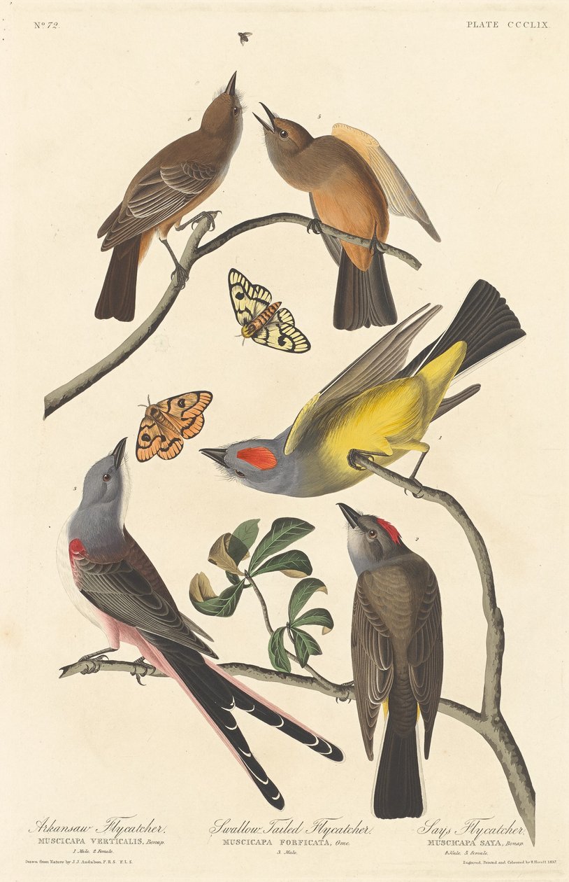 Arkansaw flugsnappare, svalstjärtad flugsnappare och Says Flycatcher, 1837. av Robert Havell