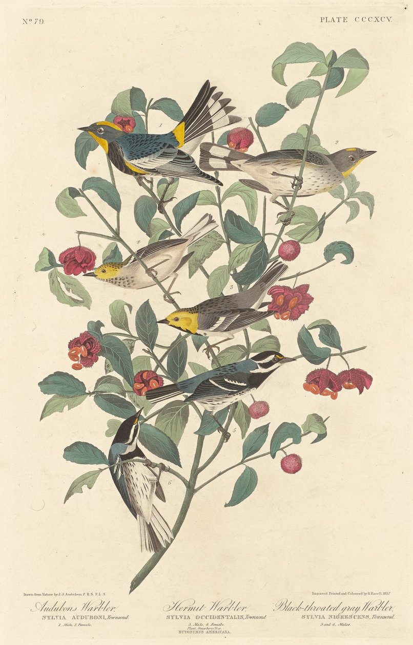 Audubons sångare, eremitsångare och svartstrupig gråsångare, 1837. av Robert Havell