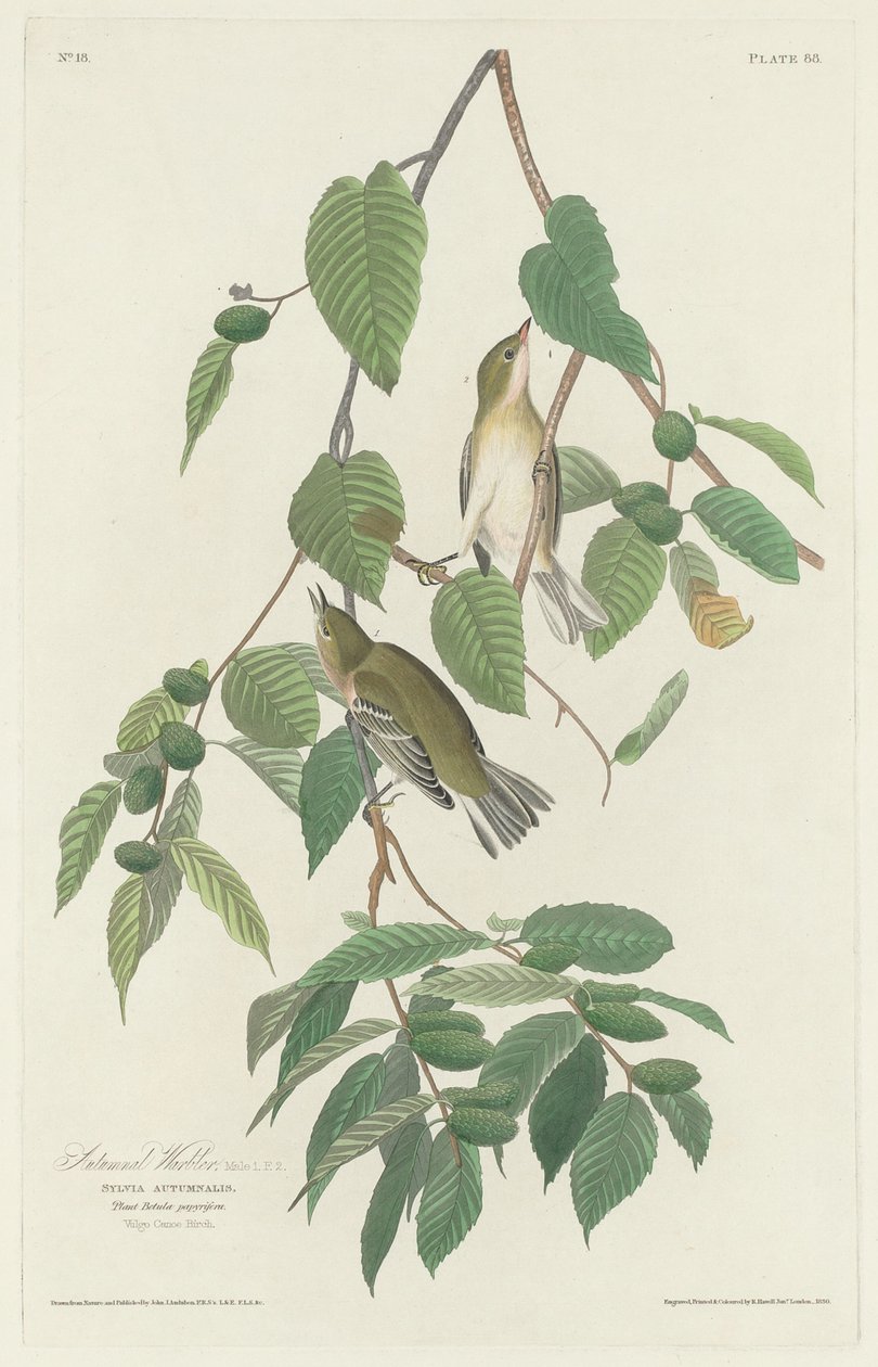 Höstsångare, 1830. av Robert Havell