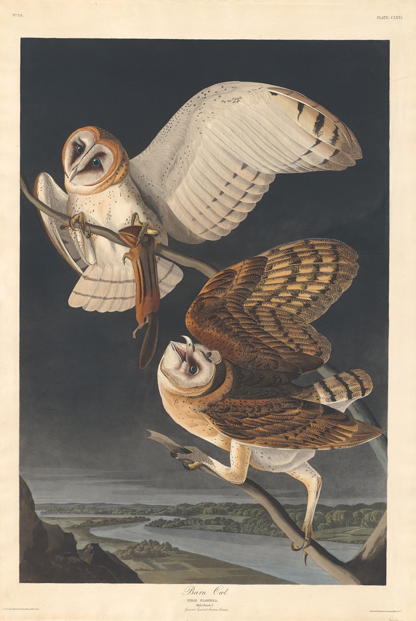Tornuggla, 1833. av Robert Havell