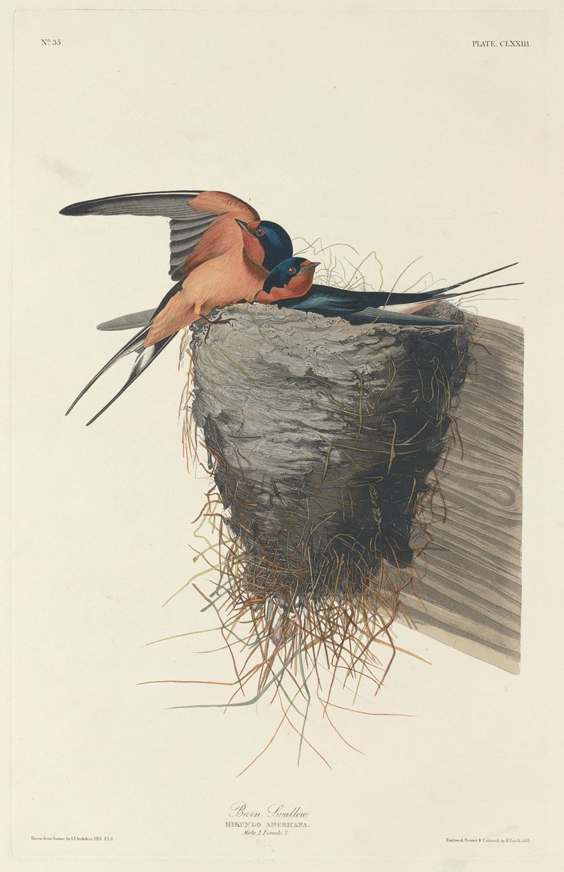 Ladugårdssvala, 1833. av Robert Havell