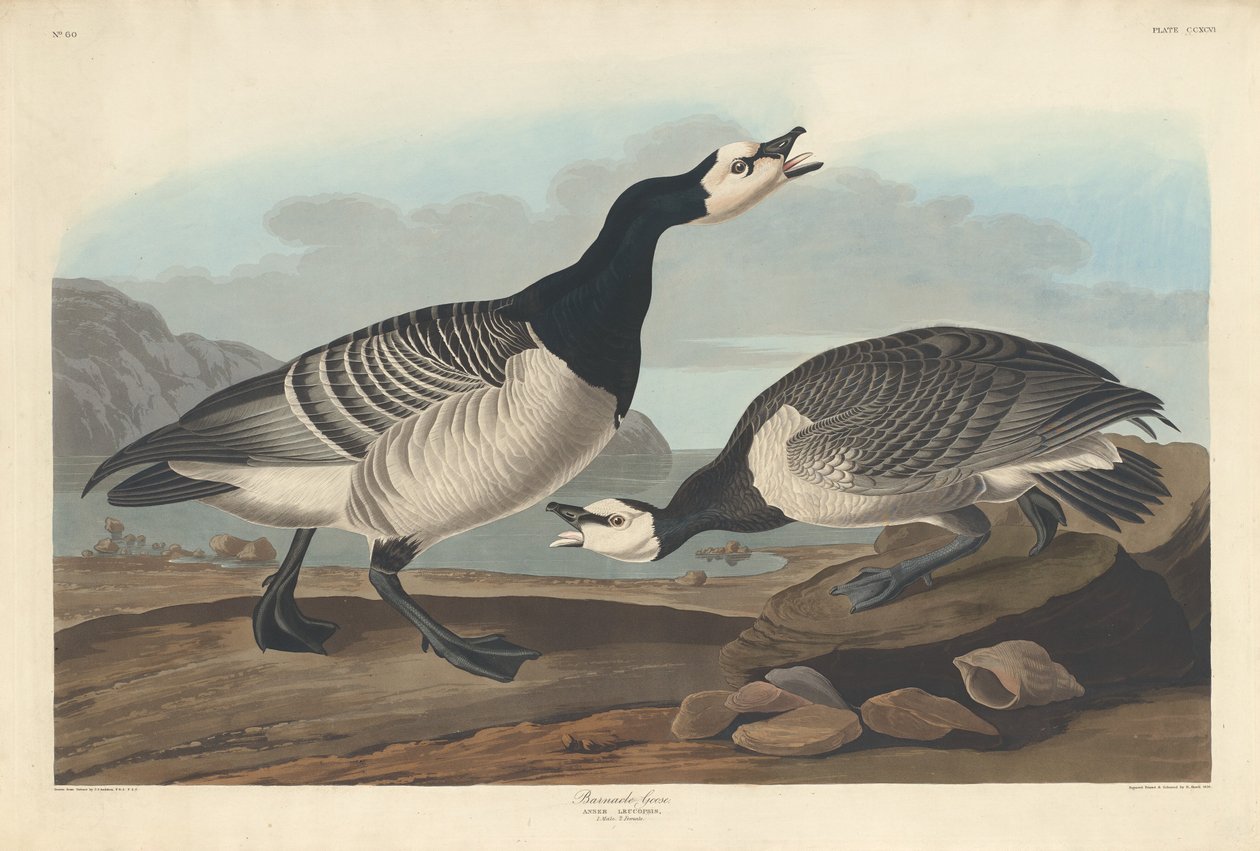 Havsmörgås, 1836. av Robert Havell