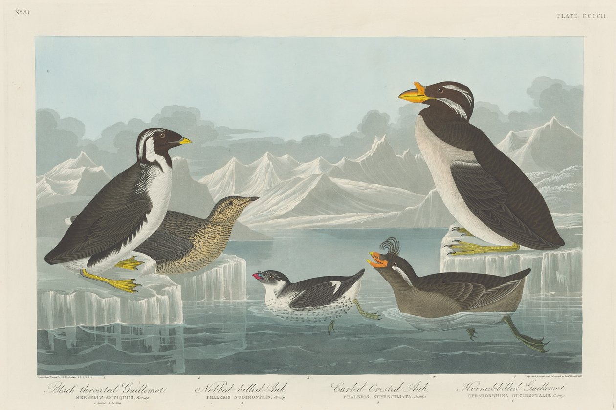 Svartstrupig sillgrissla, nobbnäbbad alk, krullfågel och hornnäbb..., 1838. av Robert Havell