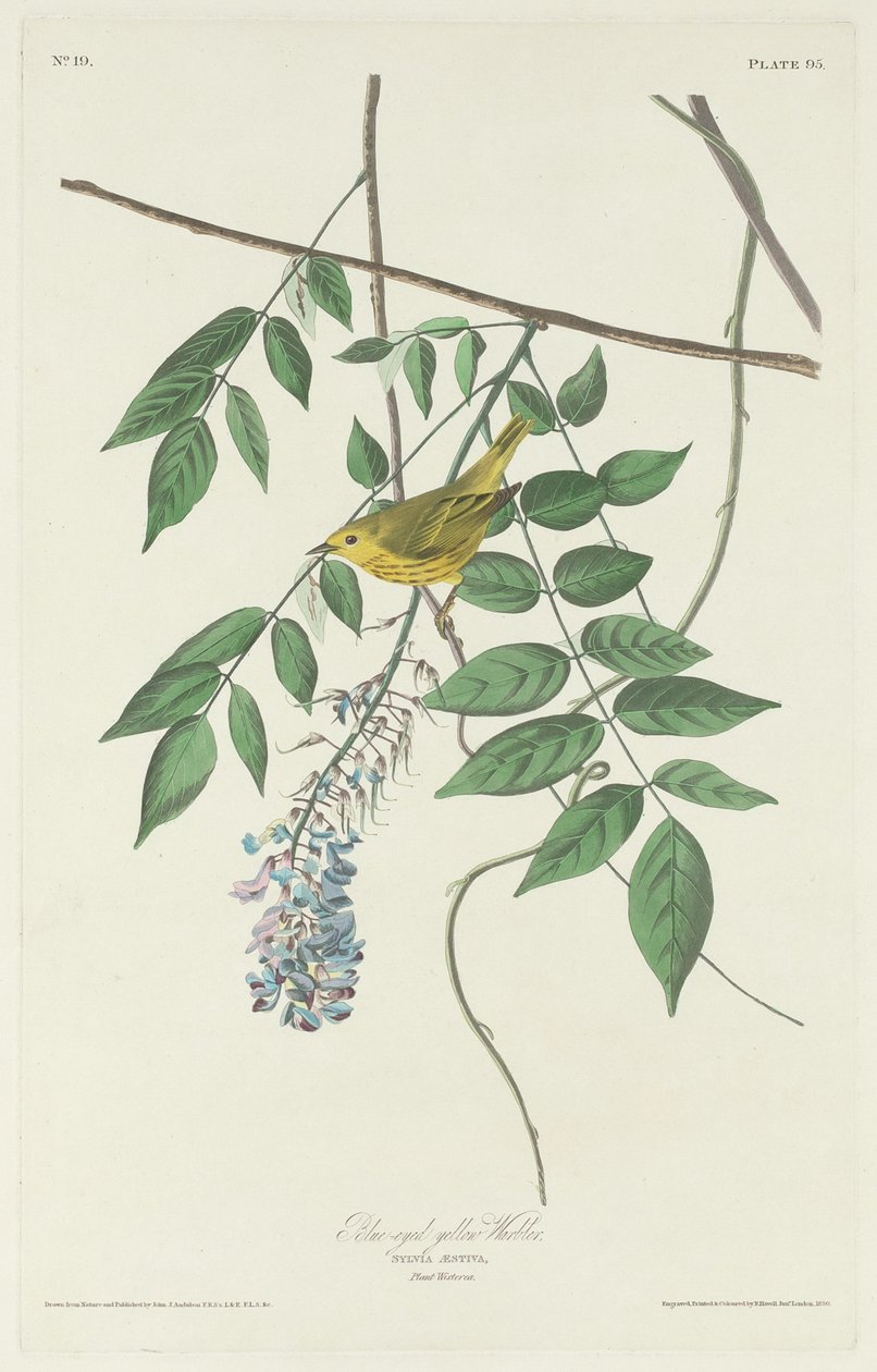 Blåögd gul sångare, 1830. av Robert Havell