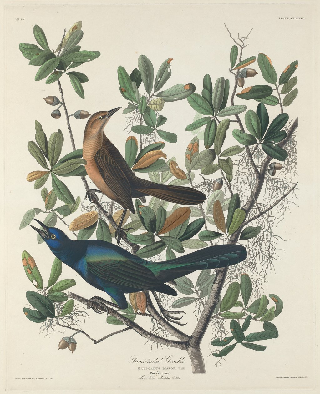 Båtstjärtad grackle, 1834. av Robert Havell