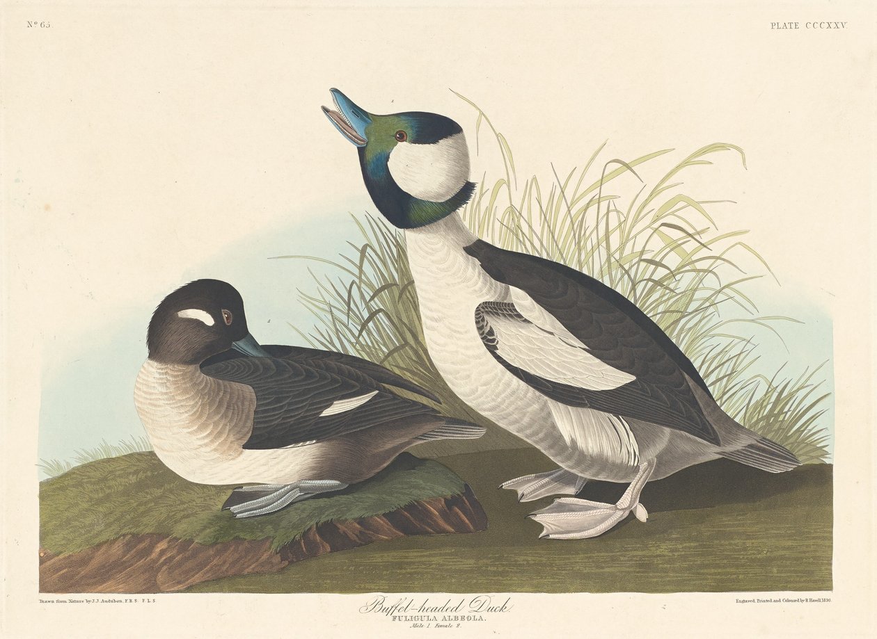 Buffelhuvad anka, 1836. av Robert Havell