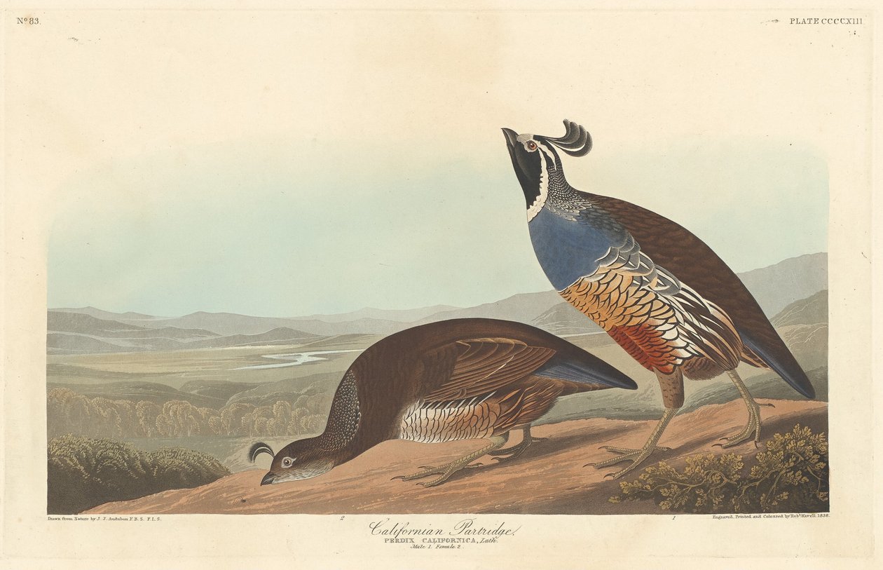 Kaliforniens rapphöna, 1838. av Robert Havell