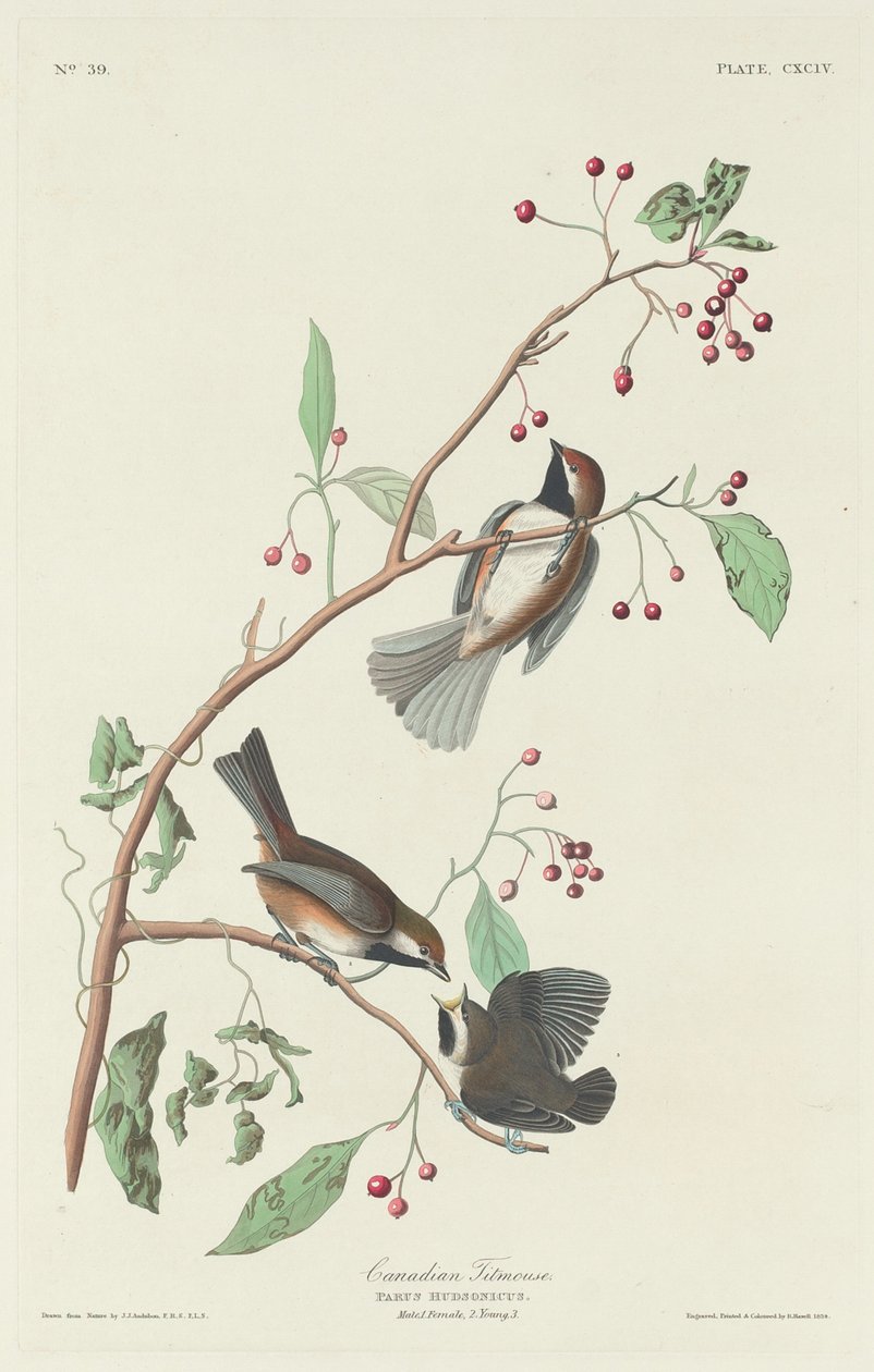 Kanadensisk mes, 1834. av Robert Havell