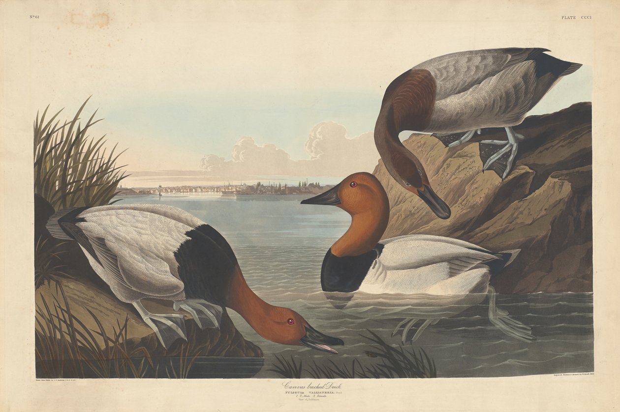 Duck-backed Duck, 1836. av Robert Havell