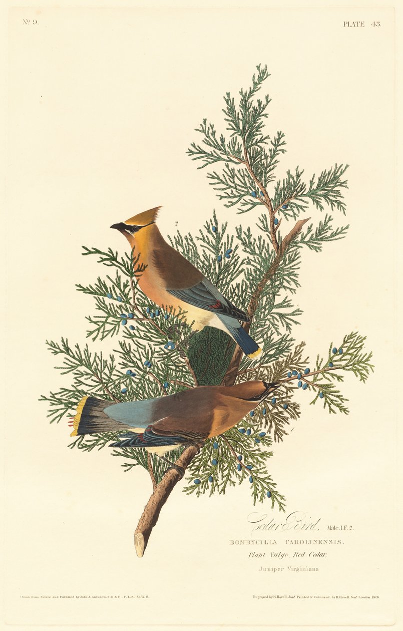 Cederfågel, 1828. av Robert Havell