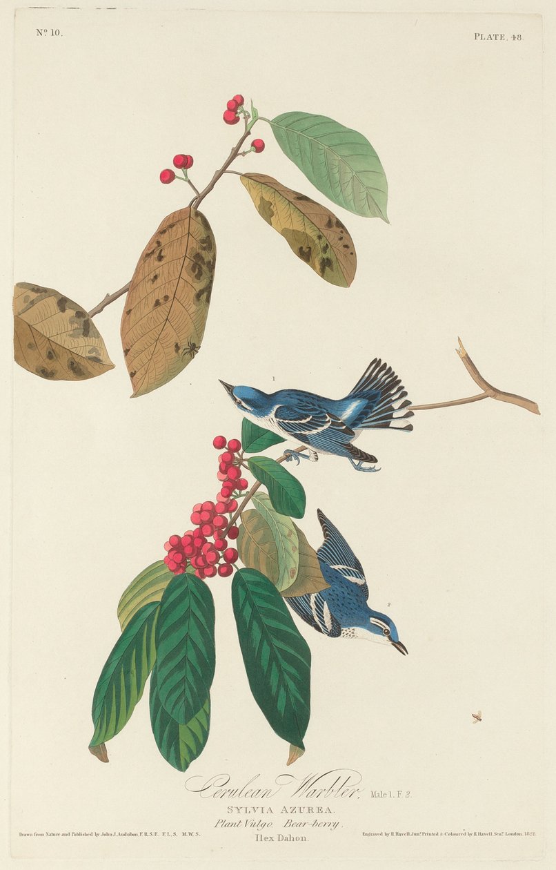 Cerulean sångare, 1828. av Robert Havell