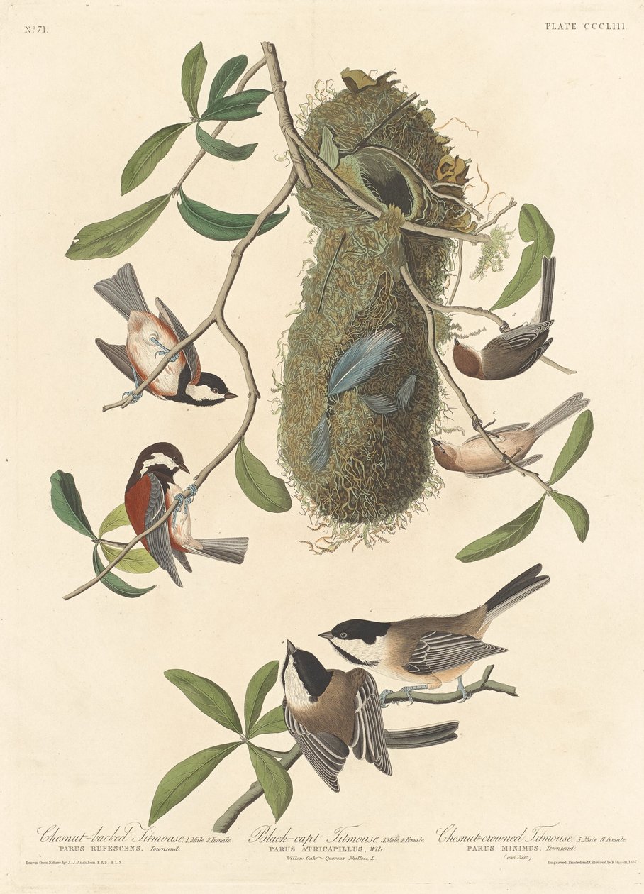 Kastanjeryggmes, svarthättad mes och kastanjekrönt mes, 1837. av Robert Havell