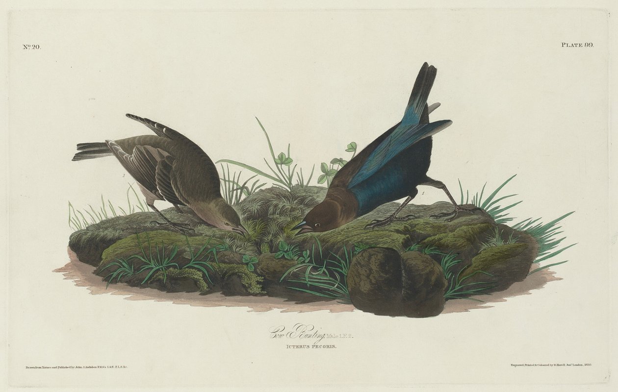 Kosparv, 1830. av Robert Havell