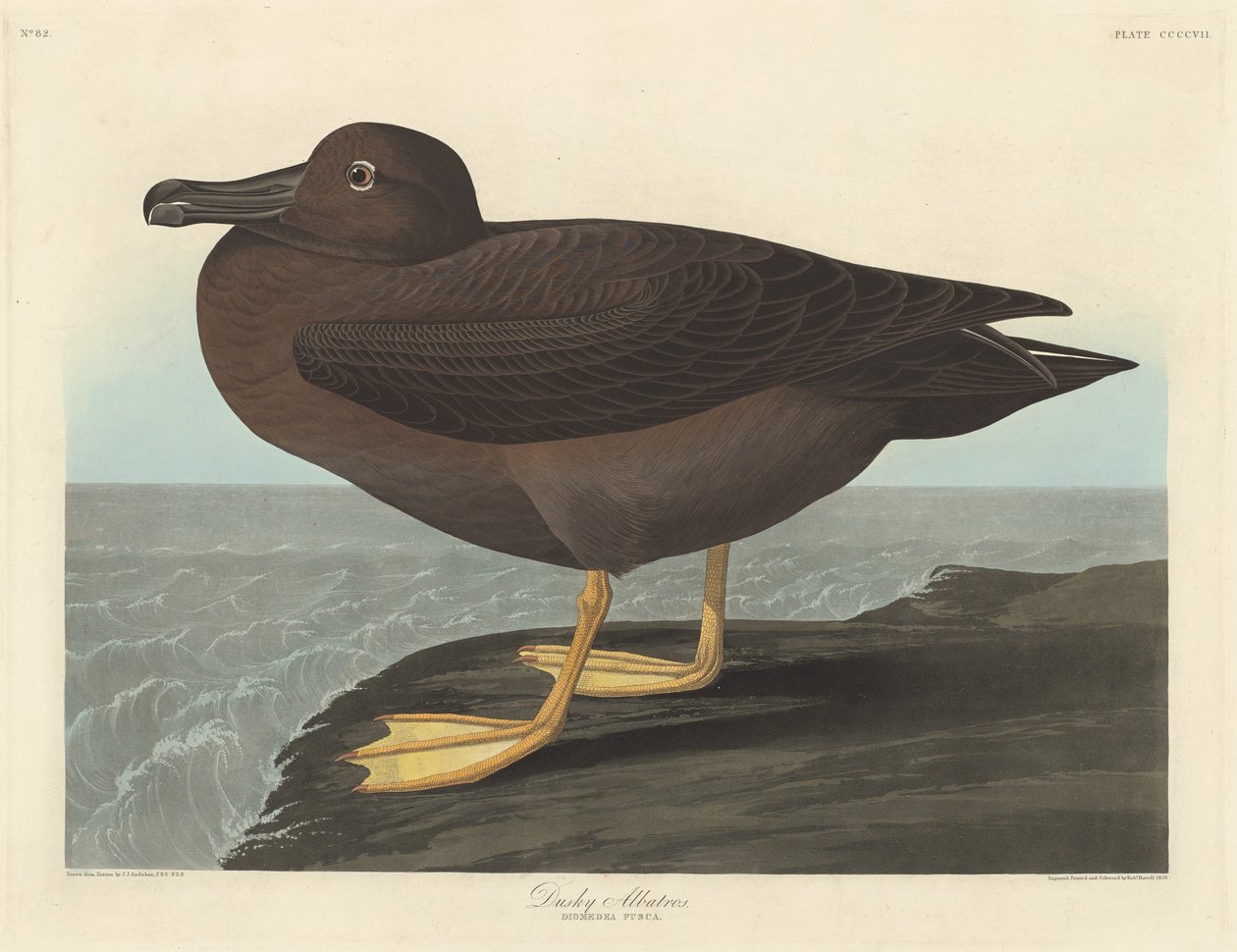 Dusky Albatross, 1838. av Robert Havell