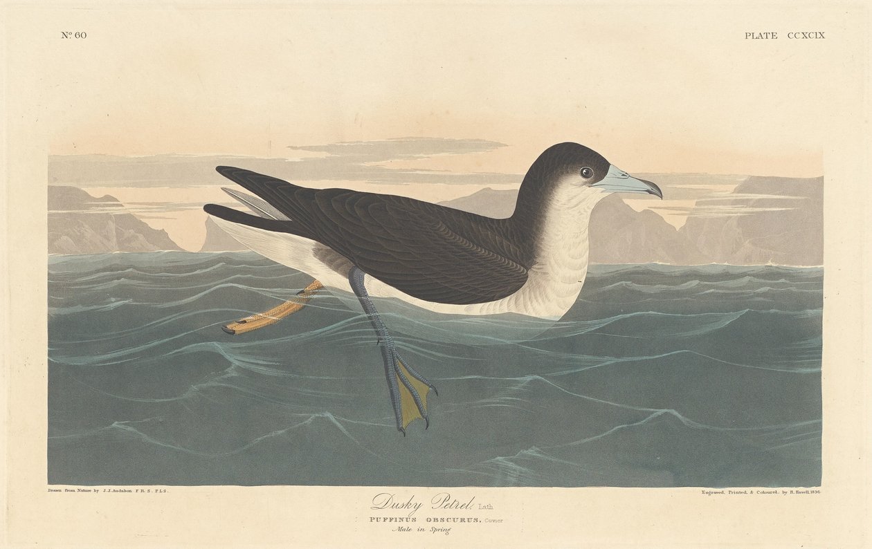 Dusky Petrel, 1836. av Robert Havell