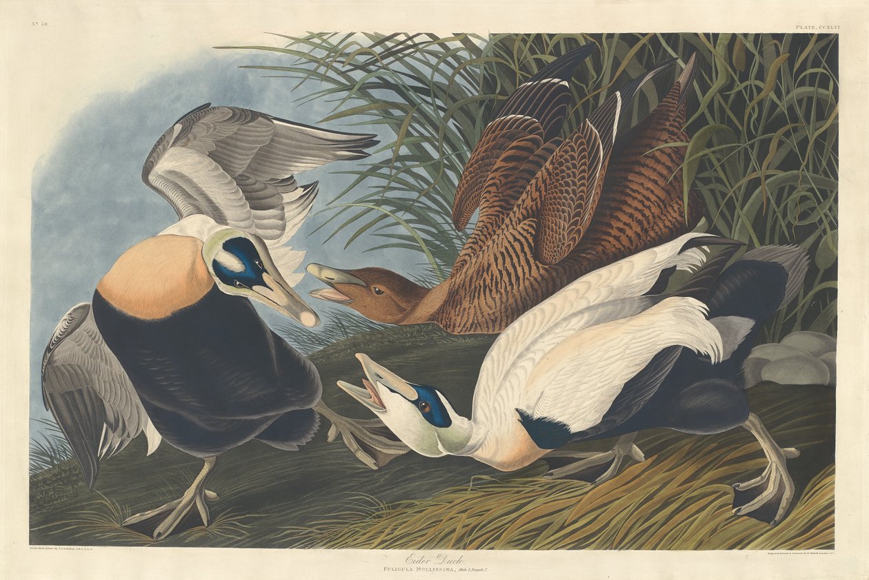 Ejderand, 1835. av Robert Havell