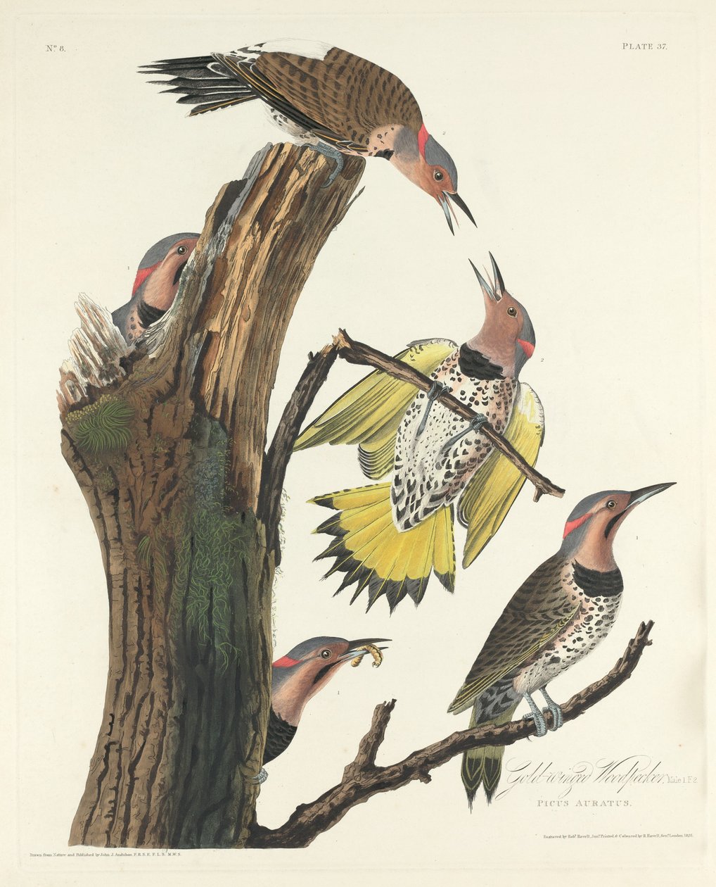 Guldvingad hackspett, 1828. av Robert Havell