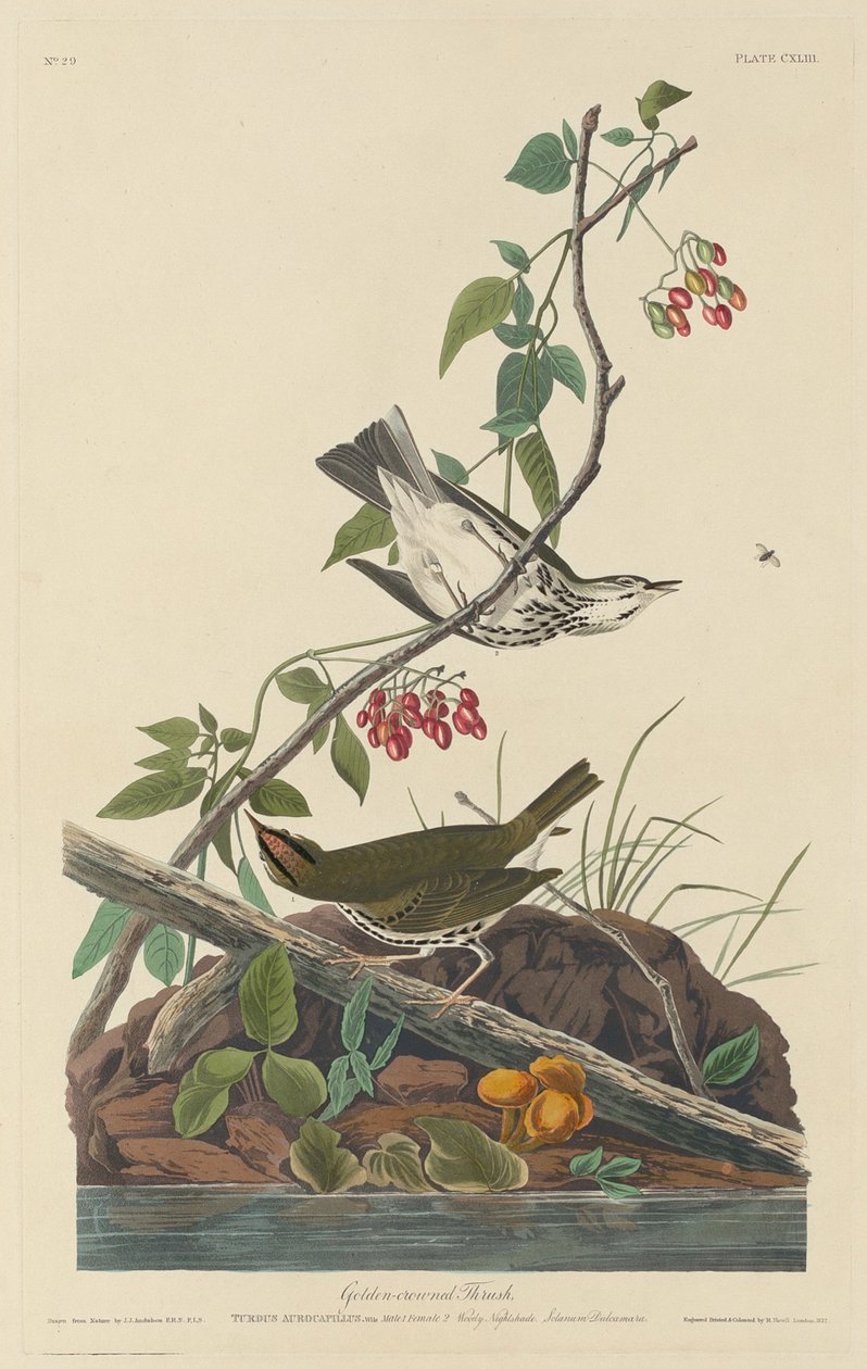 Guldkrönt trast, 1832. av Robert Havell