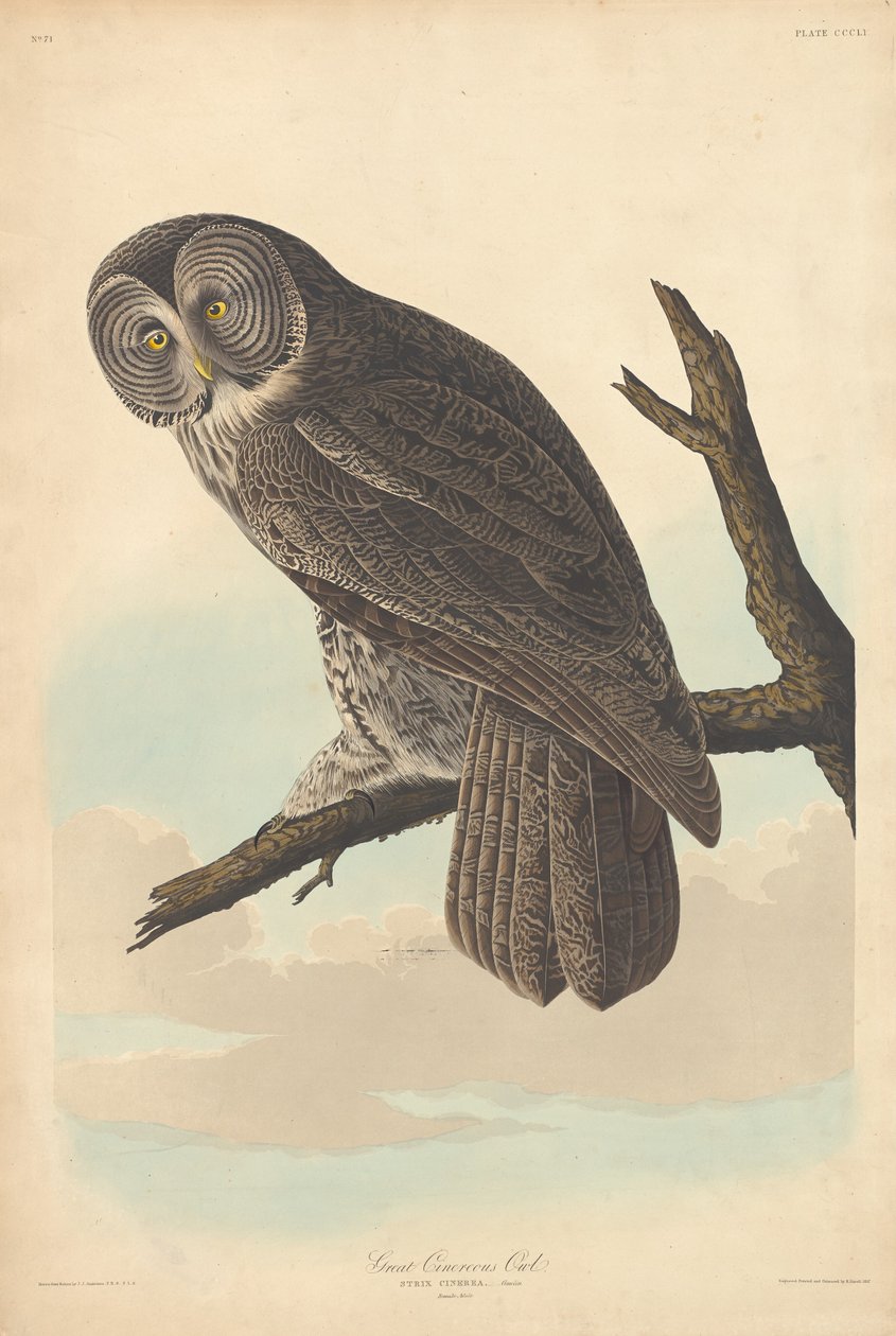 Stor uggla, 1837. av Robert Havell