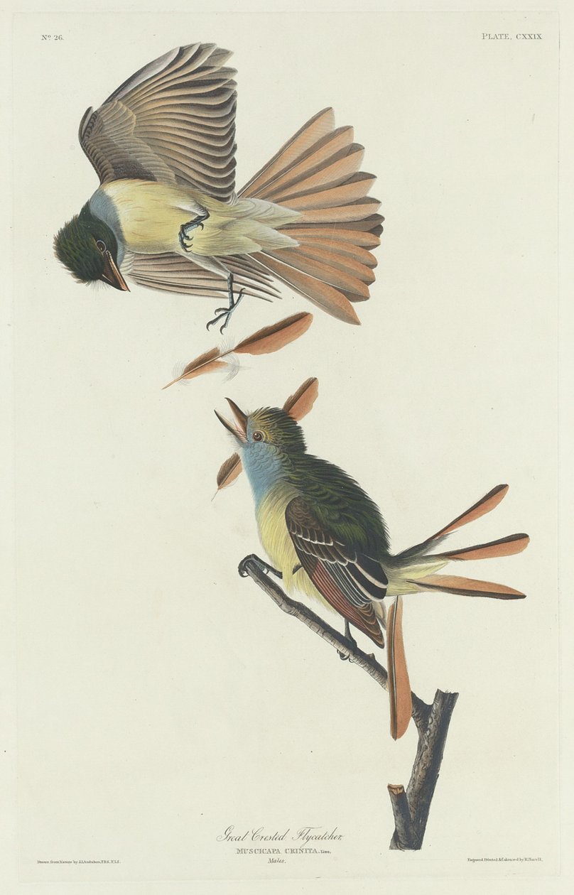 Stor flugsnappare, 1832. av Robert Havell