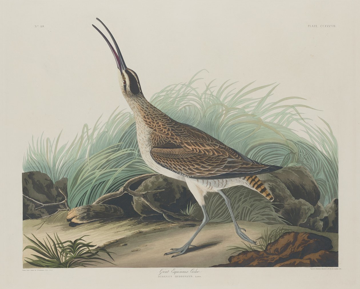 Storkurleskimåer, 1835. av Robert Havell