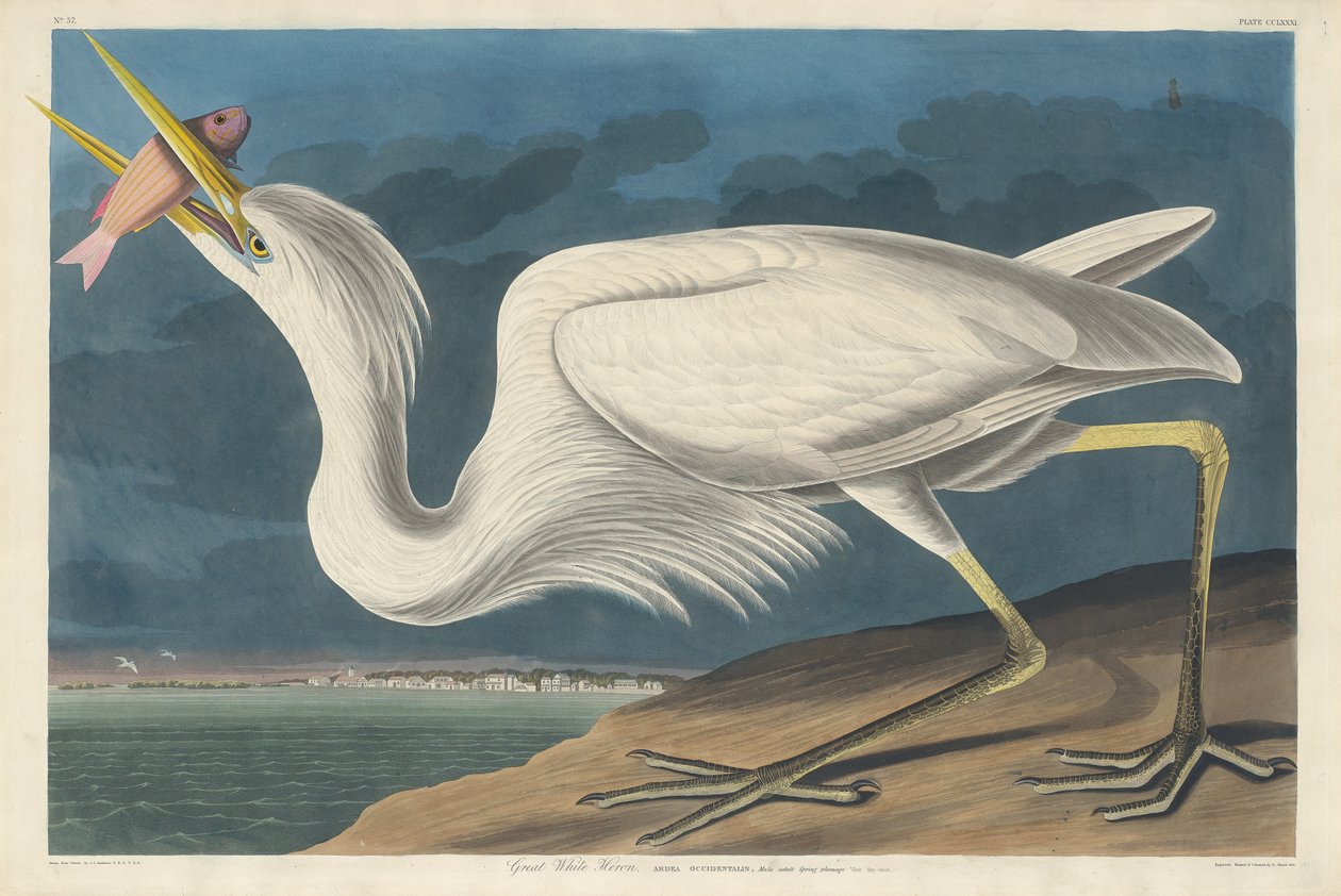 Great White Heron, 1835. av Robert Havell