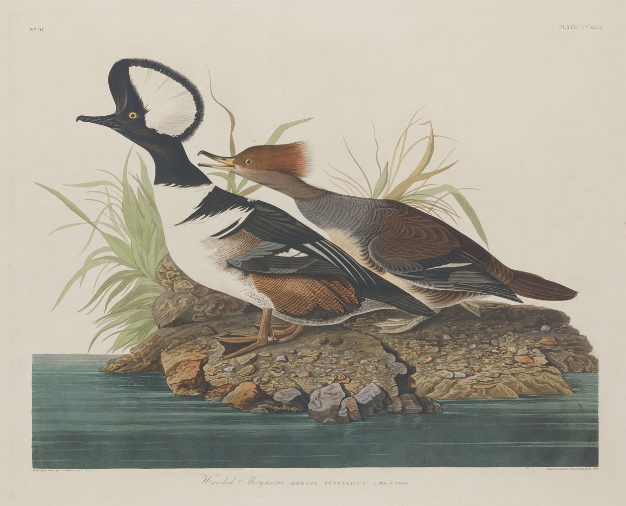 Hooded Merganser, 1834. av Robert Havell