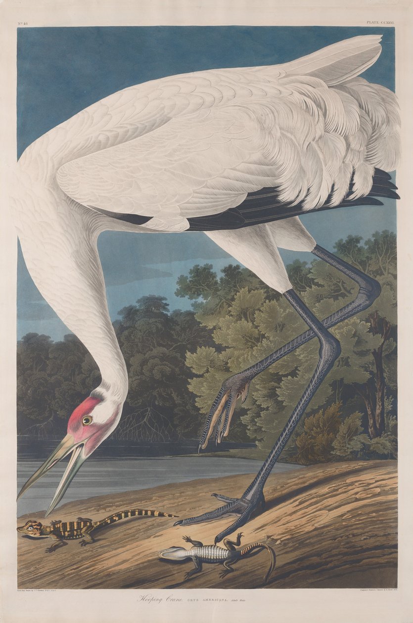 Hooping Crane, 1834. av Robert Havell