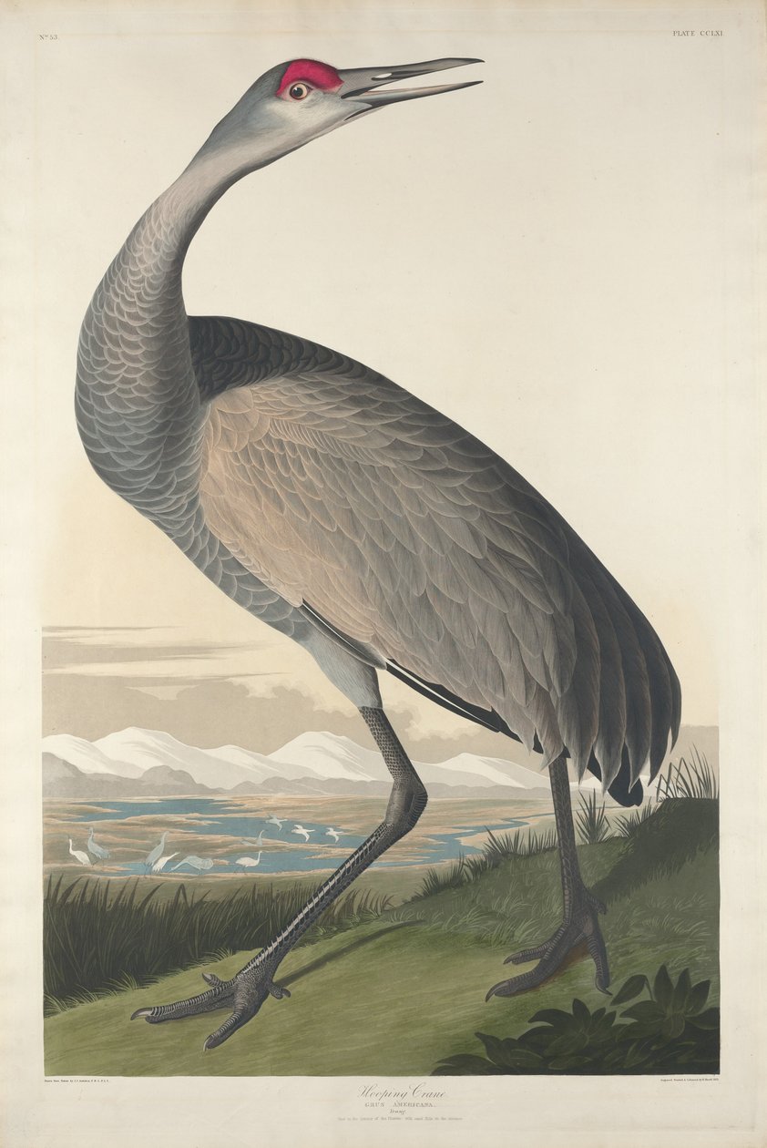 Hooping Crane, 1835. av Robert Havell