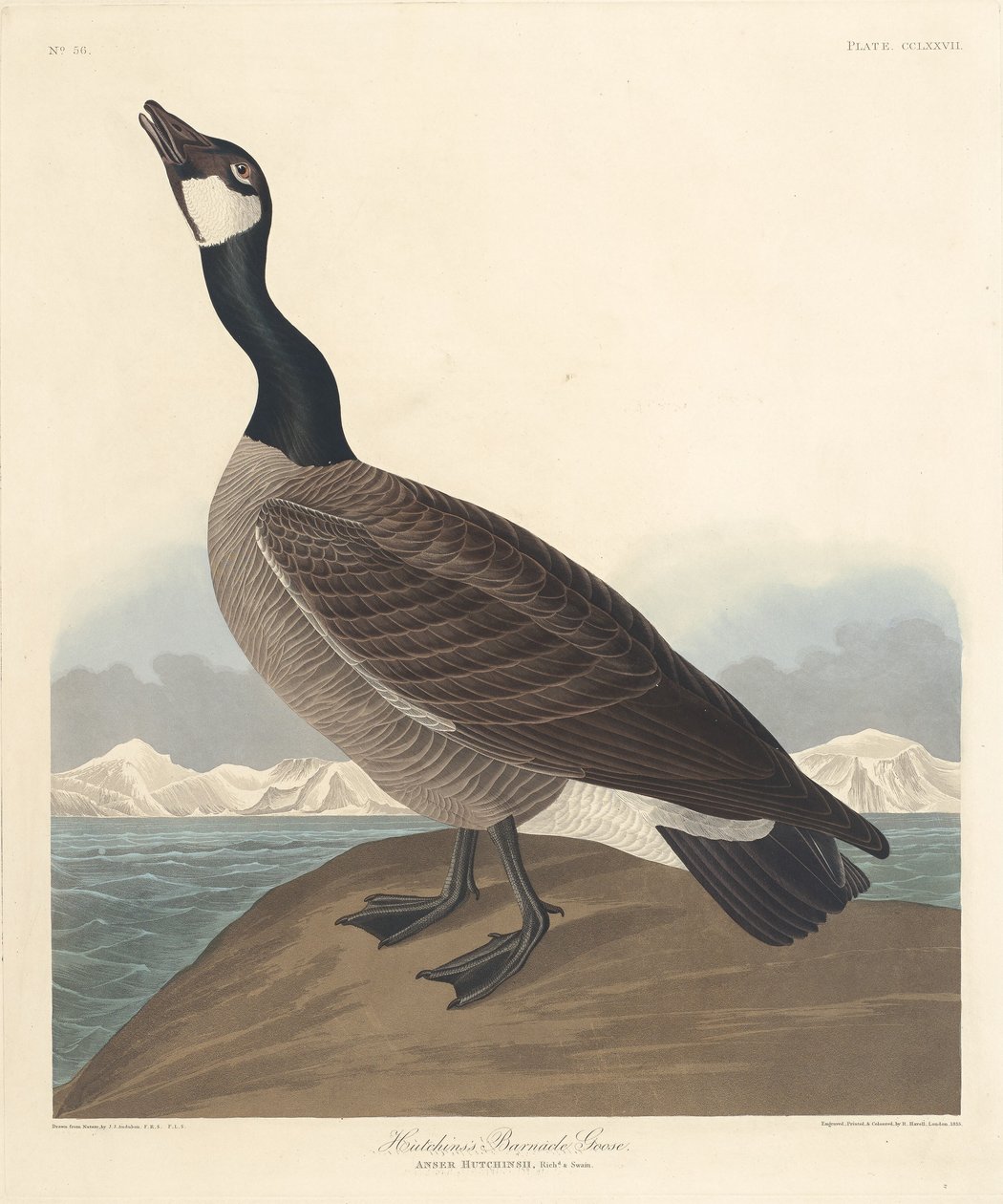 Hutchins havstulpan, 1835. av Robert Havell