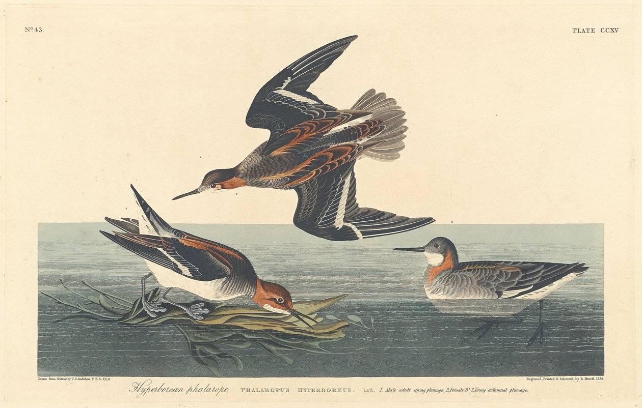 Hyperboreisk Phalarope, 1834. av Robert Havell