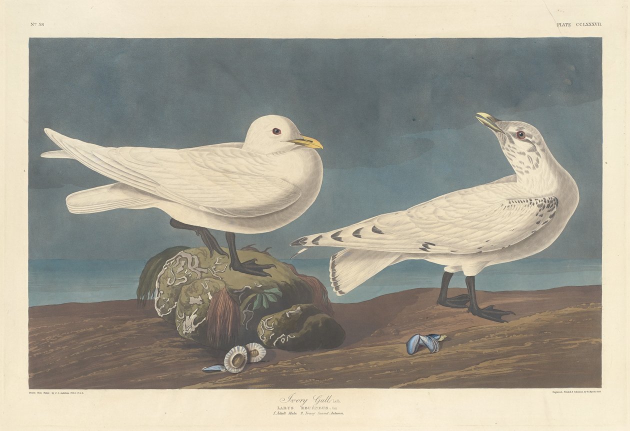 Elfenbensmås, 1836. av Robert Havell