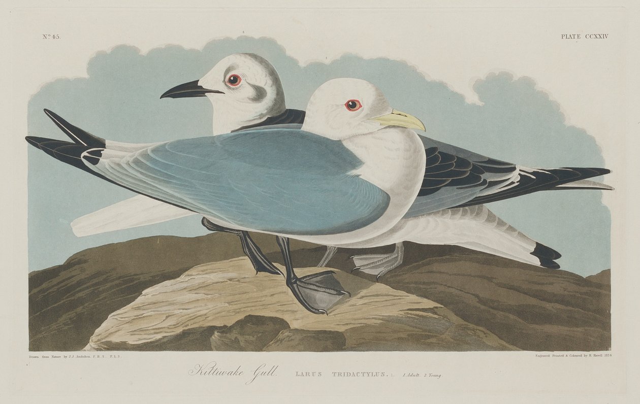 Kittiwake Gold, 1834. av Robert Havell