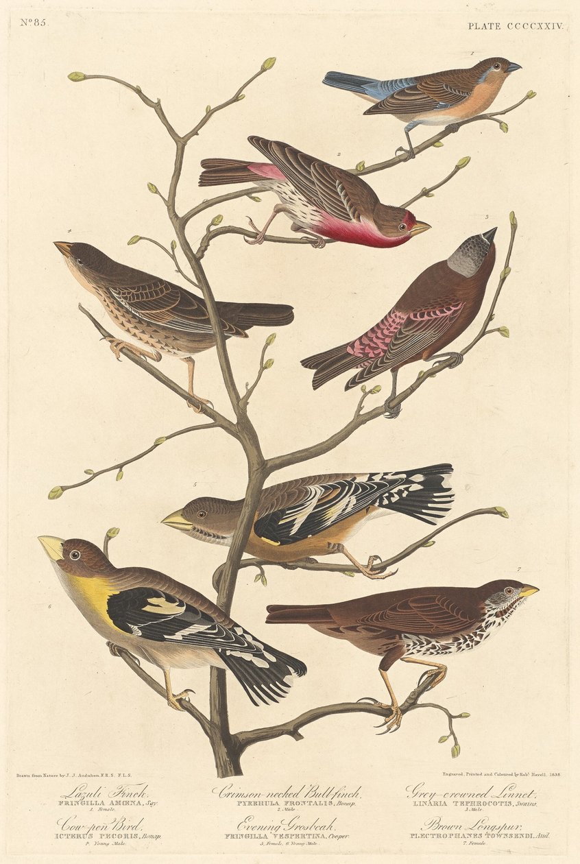 Lazuli Finch, 1838. av Robert Havell