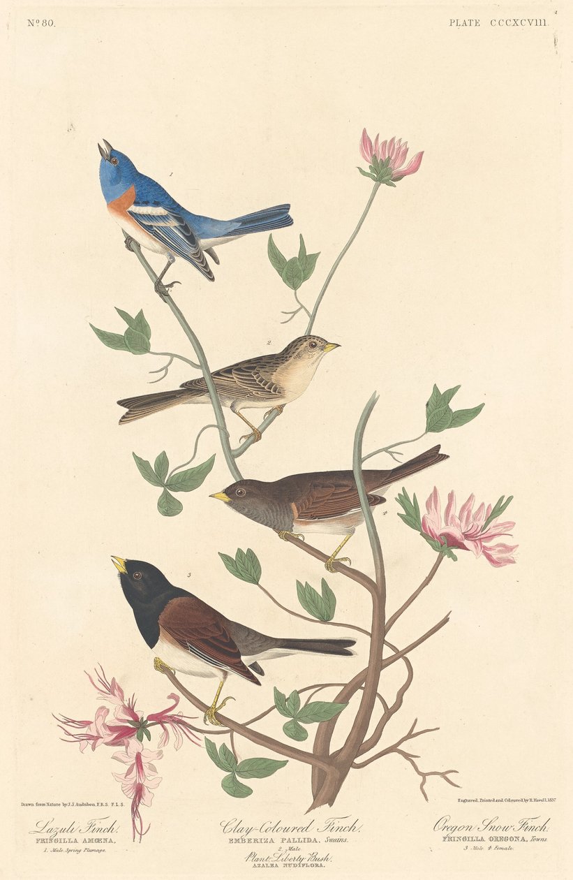Lazuli Finch, Clay-colored Finch och Oregon Snow Finch, 1837. av Robert Havell