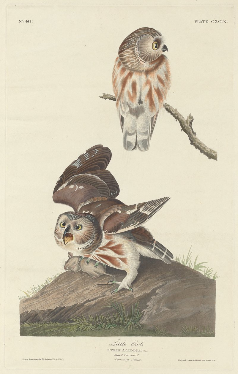 Lilla ugglan, 1834. av Robert Havell