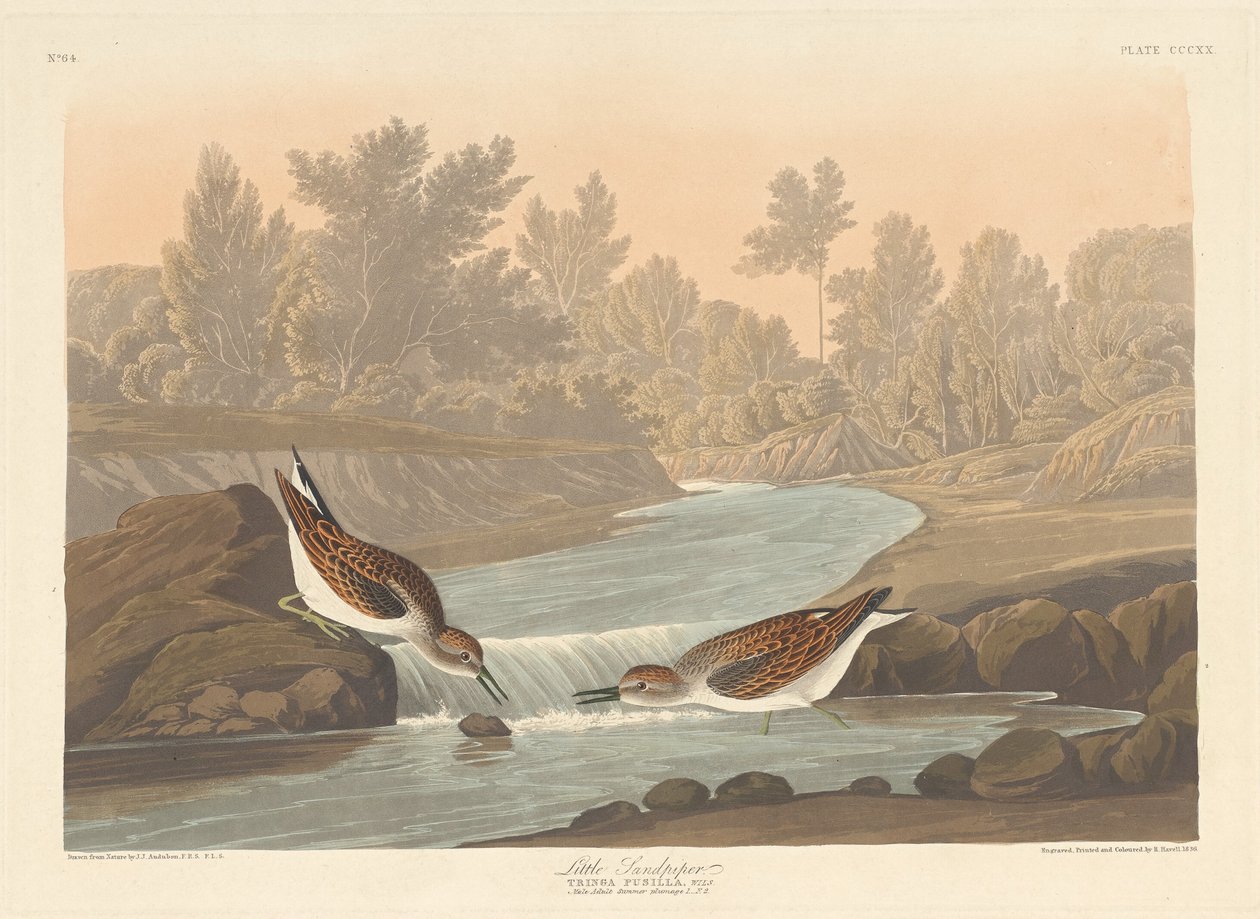 Lilla sandsnäppan, 1836. av Robert Havell