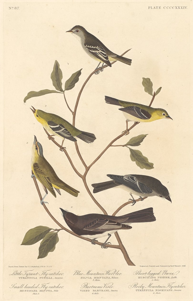 Lilla tyrannflugsnappare, Småhövdad flugsnappare, Blåbergssångare..., 1838. av Robert Havell