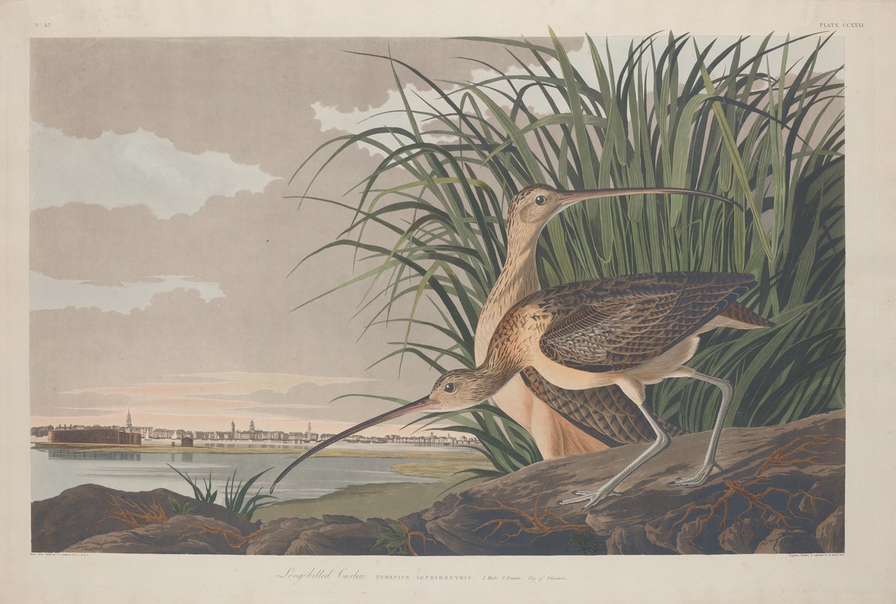 Långnäbbad näbb, 1834. av Robert Havell