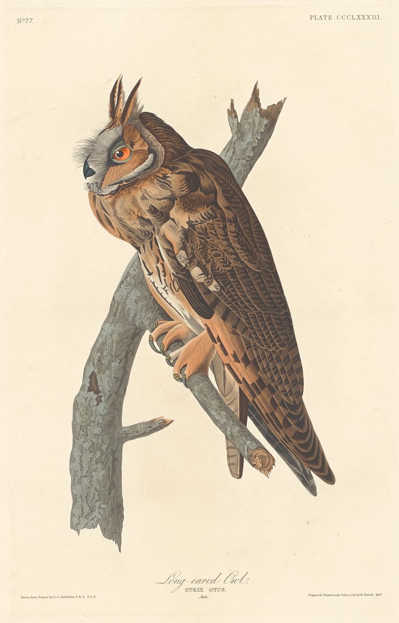 Långörad uggla, 1837. av Robert Havell
