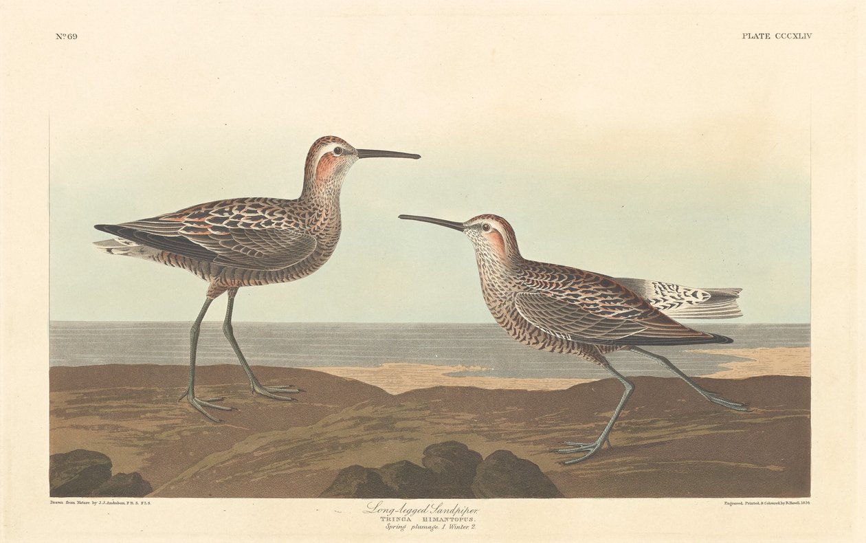 Långbent sandsnäppa, 1836. av Robert Havell