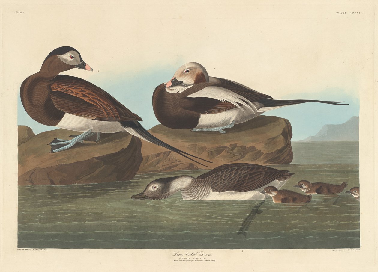 Långsvansand, 1836. av Robert Havell