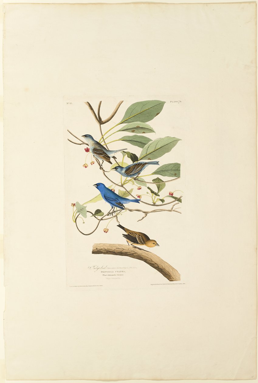 Indigo hane av Robert Havell