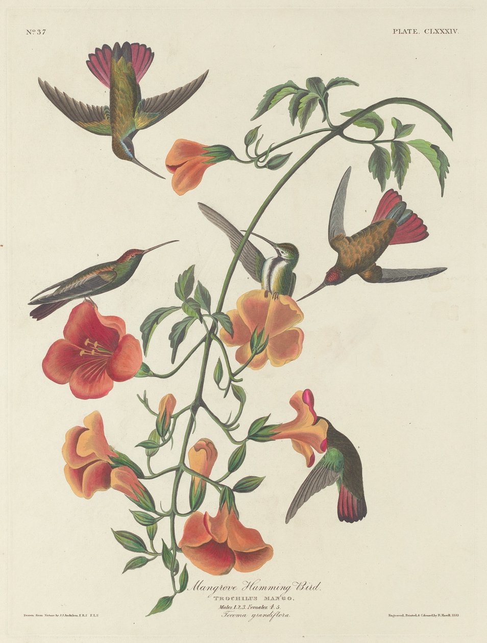 Mangrove Humming Bird, 1834. av Robert Havell